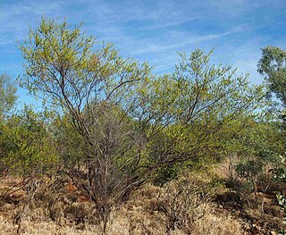 <i>Acacia lysiphloia</i> Species of legume