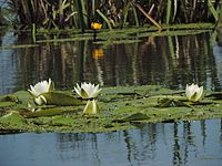 Bijeli lopoč, Nymphaea alba L.