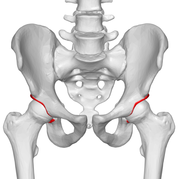 File:Acetabular Margin 02 anterior view.png