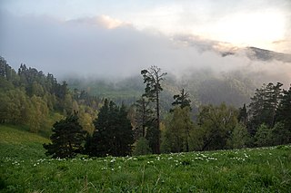 <span class="mw-page-title-main">Caucasus mixed forests</span> Ecoregion
