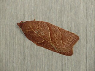 <i>Acleris platynotana</i> Species of moth