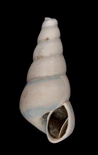 <i>Aclis minor</i> Species of gastropod