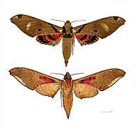 Adhemarius gagarini Mounted specimen, male