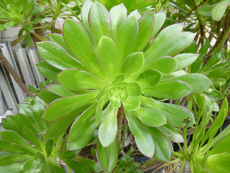 File:Aeonium succulents P1000063.jpg