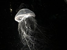 オワンクラゲ。海遊館飼育個体。