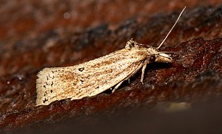 <i>Aethes atomosana</i> Species of moth