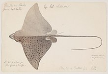 Watercolor of a spotted eagle ray in gray and black with some handwriting.