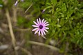 African Bush Daisy (Dimorphotheca pluvialis).