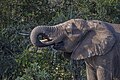 * Nomination African bush elephant (Loxodonta africana) --Charlesjsharp 17:20, 13 May 2024 (UTC) * Promotion  Support Good quality. --Acroterion 01:24, 14 May 2024 (UTC)