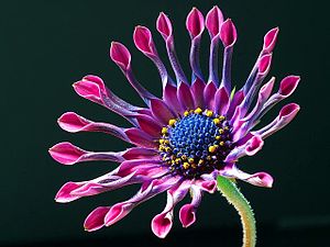 Osteospermum: large inflorescence with numerous long petals that are curled up in some cultivars.