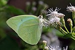 Miniatura para Catopsilia florella