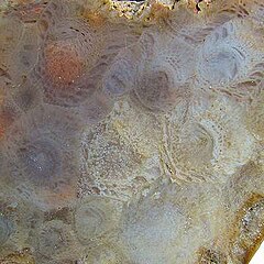 Wypolerowana płyta przedstawiająca strukturę komórkową skamieniałego koralowca.