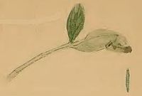 Shoot of Hypericum with apical leaves drawn together by larva Agonopterix liturosa shoot of Hypericum with apical leaves drawn together by larva.JPG