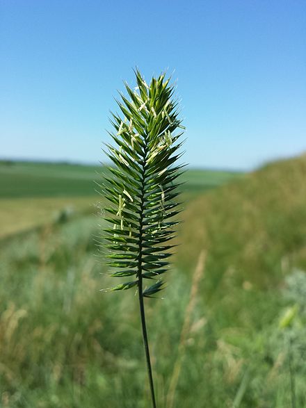 Житняк гребневидный. Agropyron cristatum. Житняк ширококолосый. Житняк гребенчатый. Житняк пустынный.