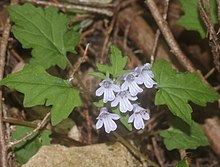 Ajuga japonica.jpg