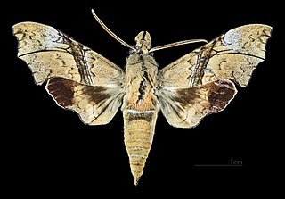 <i>Aleuron iphis</i> Species of moth
