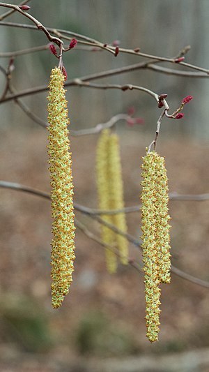 Alnus serrulata.jpg