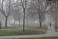 Alone in a foggy park.jpg
