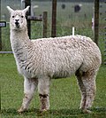 Hình thu nhỏ cho Lạc đà Alpaca