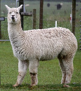 Alpaca