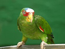 Pet Amazona albifrons -front-8a.jpg