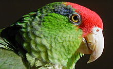 Head and neck Amazona viridigenalis -head.jpg