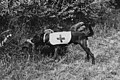 Cani di sanità alla ricerca di feriti - 1915