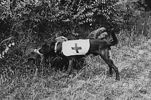 An ambulance dog in World War I Ambulance Dog.JPG