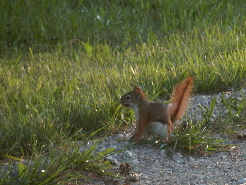 American Red Squirrel (Tamiasciurus hudsonicus)