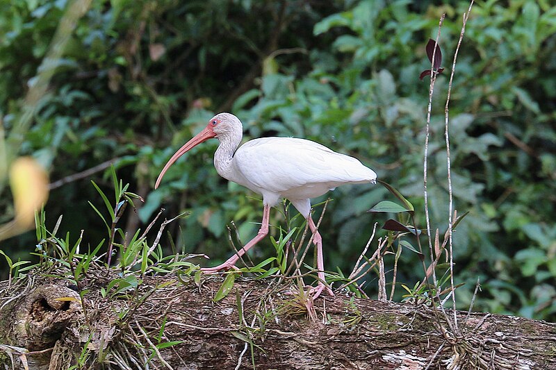 File:American white ibis in Costa Rica.jpg