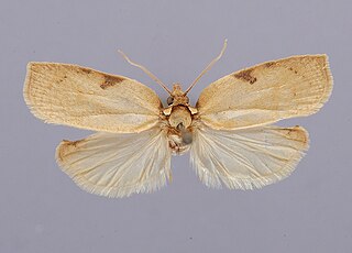 <i>Amorbia emigratella</i> Species of moth