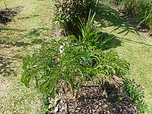Amorphophallus campanulatus-Jardin botanique de Kandy.jpg
