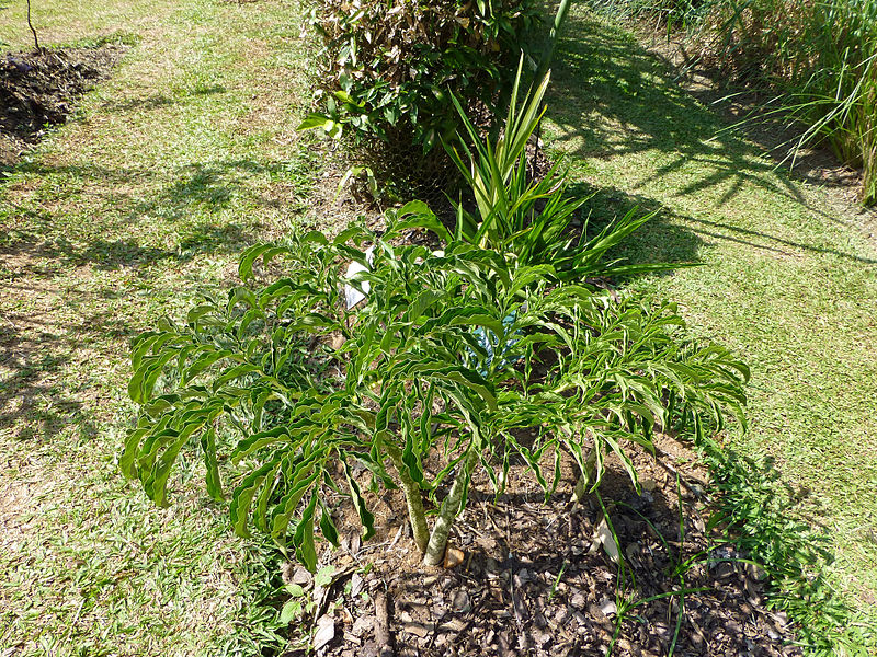 File:Amorphophallus campanulatus-Jardin botanique de Kandy.jpg