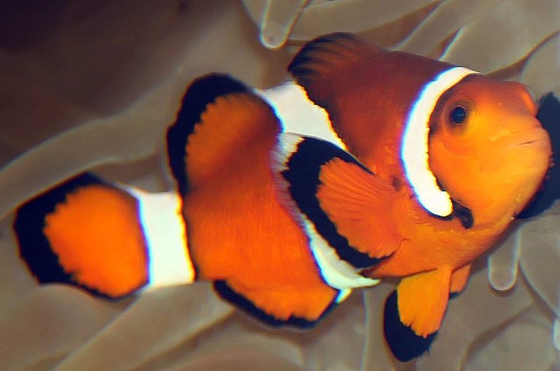 File:Amphiprion ocellaris 31zz.jpg