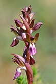 Colline d'Anacamptis.jpg