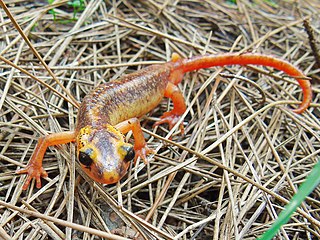 <i>Lyciasalamandra antalyana</i> Species of amphibian