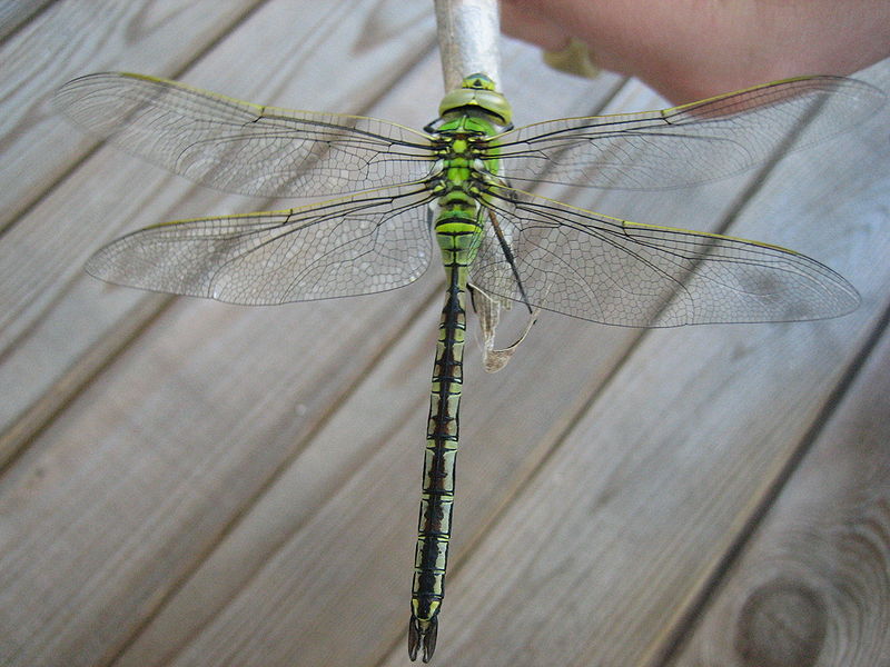 File:Anax imperator female jeta fotografie.jpg