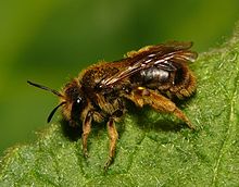 Andrena humilis.jpg