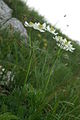 Anemone narcissiflora PID1696-1.jpg