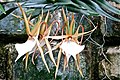 Angraecum viguieri