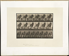 Animal locomotion. Plate 566 (Boston Public Library).jpg