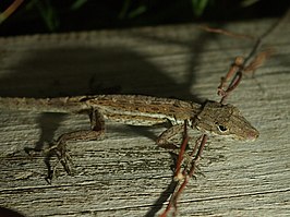 Anolis gingivinus