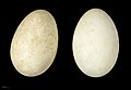 Jajca sive gosi so velika in bela.