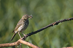 Anthus triviallis (Марек Щепанек) .jpg