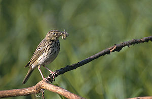 Anthus Trivialis: Tassonomia, Note, Altri progetti