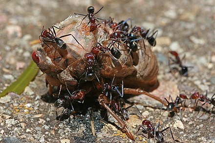 Meat-eater ants feeding on a cicada: social ants cooperate and collectively gather food
