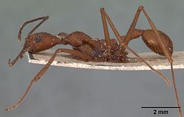 Aphaenogaster araneoides