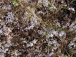 Aphanopleura capillifolia (Apiaceae) (43812062125).jpg
