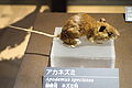 Apodemus speciosus - National Museum of Nature and Science, Tokyo - DSC07023.JPG