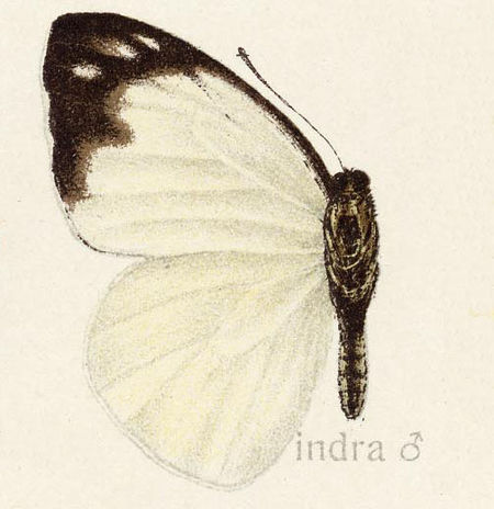 Appias indra